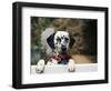 Dalmatian Looking over Fence-Chase Swift-Framed Photographic Print