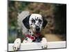 Dalmatian Looking over Fence-Chase Swift-Mounted Photographic Print