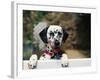 Dalmatian Looking over Fence-Chase Swift-Framed Photographic Print