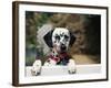 Dalmatian Looking over Fence-Chase Swift-Framed Photographic Print