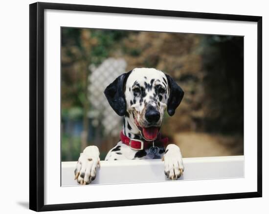 Dalmatian Looking over Fence-Chase Swift-Framed Photographic Print