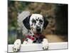 Dalmatian Looking over Fence-Chase Swift-Mounted Photographic Print