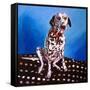 Dalmatian on spotty cushion, 2011,-Helen White-Framed Stretched Canvas