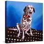 Dalmatian on spotty cushion, 2011,-Helen White-Stretched Canvas