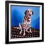 Dalmatian on spotty cushion, 2011,-Helen White-Framed Giclee Print