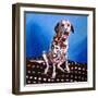 Dalmatian on Spotty Cushion, 2011-Helen White-Framed Giclee Print