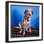 Dalmatian on Spotty Cushion, 2011-Helen White-Framed Giclee Print