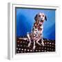 Dalmatian on Spotty Cushion, 2011-Helen White-Framed Giclee Print