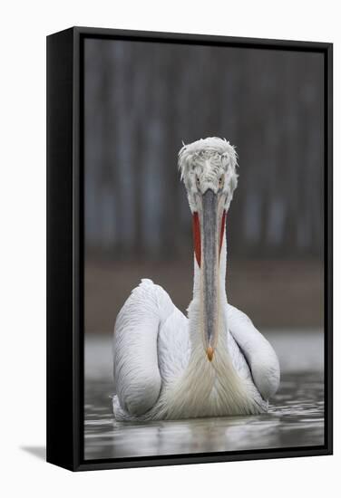 Dalmatian Pelican (Pelecanus Crispus) at the Lake Kerkini, Macedonia, Greece, February 2009-Peltomäki-Framed Stretched Canvas