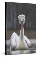 Dalmatian Pelican (Pelecanus Crispus) at the Lake Kerkini, Macedonia, Greece, February 2009-Peltomäki-Stretched Canvas