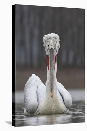 Dalmatian Pelican (Pelecanus Crispus) at the Lake Kerkini, Macedonia, Greece, February 2009-Peltomäki-Stretched Canvas