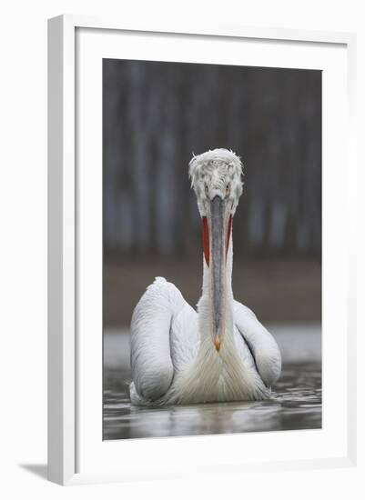 Dalmatian Pelican (Pelecanus Crispus) at the Lake Kerkini, Macedonia, Greece, February 2009-Peltomäki-Framed Premium Photographic Print