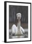 Dalmatian Pelican (Pelecanus Crispus) at the Lake Kerkini, Macedonia, Greece, February 2009-Peltomäki-Framed Premium Photographic Print