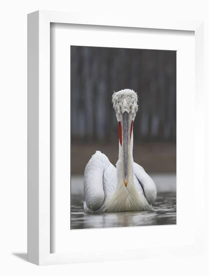 Dalmatian Pelican (Pelecanus Crispus) at the Lake Kerkini, Macedonia, Greece, February 2009-Peltomäki-Framed Photographic Print