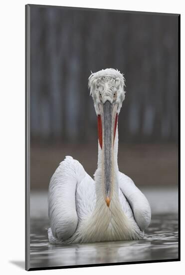 Dalmatian Pelican (Pelecanus Crispus) at the Lake Kerkini, Macedonia, Greece, February 2009-Peltomäki-Mounted Photographic Print