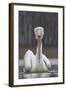 Dalmatian Pelican (Pelecanus Crispus) at the Lake Kerkini, Macedonia, Greece, February 2009-Peltomäki-Framed Photographic Print