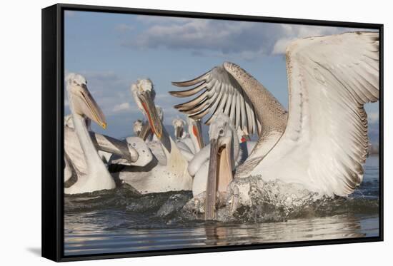 Dalmatian Pelican (Pelecanus Crispus) Catching Fish, Lake Kerkini, Macedonia, Greece, February 2009-Peltomäki-Framed Stretched Canvas