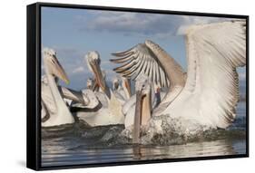 Dalmatian Pelican (Pelecanus Crispus) Catching Fish, Lake Kerkini, Macedonia, Greece, February 2009-Peltomäki-Framed Stretched Canvas