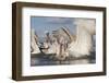 Dalmatian Pelican (Pelecanus Crispus) Catching Fish, Lake Kerkini, Macedonia, Greece, February 2009-Peltomäki-Framed Photographic Print