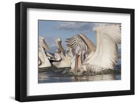 Dalmatian Pelican (Pelecanus Crispus) Catching Fish, Lake Kerkini, Macedonia, Greece, February 2009-Peltomäki-Framed Photographic Print