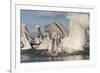 Dalmatian Pelican (Pelecanus Crispus) Catching Fish, Lake Kerkini, Macedonia, Greece, February 2009-Peltomäki-Framed Photographic Print