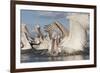 Dalmatian Pelican (Pelecanus Crispus) Catching Fish, Lake Kerkini, Macedonia, Greece, February 2009-Peltomäki-Framed Photographic Print