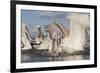 Dalmatian Pelican (Pelecanus Crispus) Catching Fish, Lake Kerkini, Macedonia, Greece, February 2009-Peltomäki-Framed Photographic Print