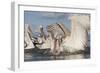 Dalmatian Pelican (Pelecanus Crispus) Catching Fish, Lake Kerkini, Macedonia, Greece, February 2009-Peltomäki-Framed Photographic Print