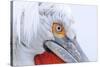 Dalmatian pelican (pelecanus crispus) close-up of face, adult in breeding plumage-Malcolm Schuyl-Stretched Canvas