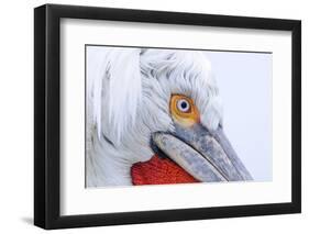 Dalmatian pelican (pelecanus crispus) close-up of face, adult in breeding plumage-Malcolm Schuyl-Framed Photographic Print