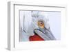 Dalmatian pelican (pelecanus crispus) close-up of face, adult in breeding plumage-Malcolm Schuyl-Framed Photographic Print