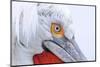 Dalmatian pelican (pelecanus crispus) close-up of face, adult in breeding plumage-Malcolm Schuyl-Mounted Photographic Print