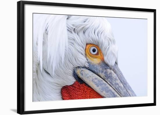 Dalmatian pelican (pelecanus crispus) close-up of face, adult in breeding plumage-Malcolm Schuyl-Framed Photographic Print