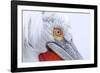 Dalmatian pelican (pelecanus crispus) close-up of face, adult in breeding plumage-Malcolm Schuyl-Framed Photographic Print