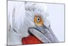 Dalmatian pelican (pelecanus crispus) close-up of face, adult in breeding plumage-Malcolm Schuyl-Mounted Photographic Print