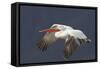 Dalmatian Pelican (Pelecanus Crispus) in Flight, Lake Kerkini, Macedonia, Greece, February 2009-Peltomäki-Framed Stretched Canvas