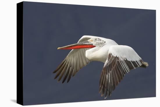 Dalmatian Pelican (Pelecanus Crispus) in Flight, Lake Kerkini, Macedonia, Greece, February 2009-Peltomäki-Stretched Canvas