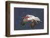 Dalmatian Pelican (Pelecanus Crispus) in Flight, Lake Kerkini, Macedonia, Greece, February 2009-Peltomäki-Framed Photographic Print