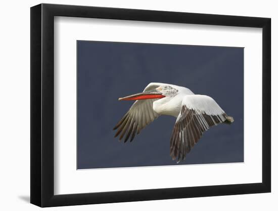 Dalmatian Pelican (Pelecanus Crispus) in Flight, Lake Kerkini, Macedonia, Greece, February 2009-Peltomäki-Framed Photographic Print