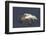 Dalmatian Pelican (Pelecanus Crispus) in Flight, Lake Kerkini, Macedonia, Greece, February 2009-Peltomäki-Framed Photographic Print