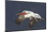 Dalmatian Pelican (Pelecanus Crispus) in Flight, Lake Kerkini, Macedonia, Greece, February 2009-Peltomäki-Mounted Photographic Print