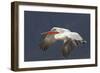 Dalmatian Pelican (Pelecanus Crispus) in Flight, Lake Kerkini, Macedonia, Greece, February 2009-Peltomäki-Framed Photographic Print