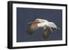 Dalmatian Pelican (Pelecanus Crispus) in Flight, Lake Kerkini, Macedonia, Greece, February 2009-Peltomäki-Framed Photographic Print