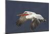 Dalmatian Pelican (Pelecanus Crispus) in Flight, Lake Kerkini, Macedonia, Greece, February 2009-Peltomäki-Mounted Photographic Print