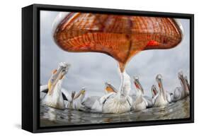 Dalmatian Pelican (Pelecanus Crispus) Low Angle Perspective of Open Bill, Lake Kerkini, Greece-Bence Mate-Framed Stretched Canvas