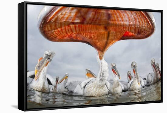 Dalmatian Pelican (Pelecanus Crispus) Low Angle Perspective of Open Bill, Lake Kerkini, Greece-Bence Mate-Framed Stretched Canvas