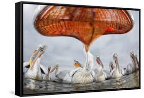 Dalmatian Pelican (Pelecanus Crispus) Low Angle Perspective of Open Bill, Lake Kerkini, Greece-Bence Mate-Framed Stretched Canvas