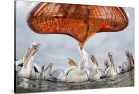 Dalmatian Pelican (Pelecanus Crispus) Low Angle Perspective of Open Bill, Lake Kerkini, Greece-Bence Mate-Stretched Canvas