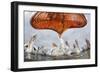 Dalmatian Pelican (Pelecanus Crispus) Low Angle Perspective of Open Bill, Lake Kerkini, Greece-Bence Mate-Framed Photographic Print