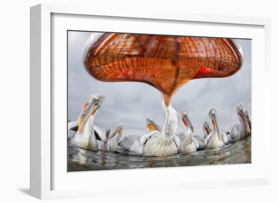 Dalmatian Pelican (Pelecanus Crispus) Low Angle Perspective of Open Bill, Lake Kerkini, Greece-Bence Mate-Framed Photographic Print